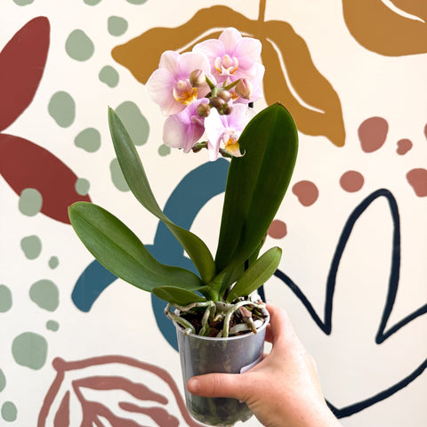 Phalaenopsis 'Andorra' - Pale Pink Moth Orchid - Sprouts of Bristol