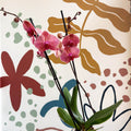 Phalaenopsis 'Anthura Narbonne' - Peach Pink Moth Orchid - Sprouts of Bristol
