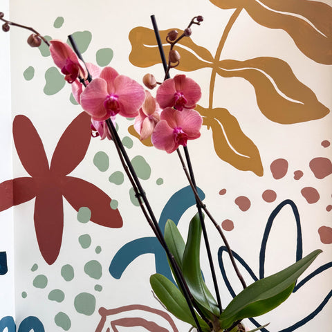 Phalaenopsis 'Anthura Narbonne' - Peach Pink Moth Orchid - Sprouts of Bristol