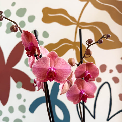 Phalaenopsis 'Anthura Narbonne' - Peach Pink Moth Orchid - Sprouts of Bristol