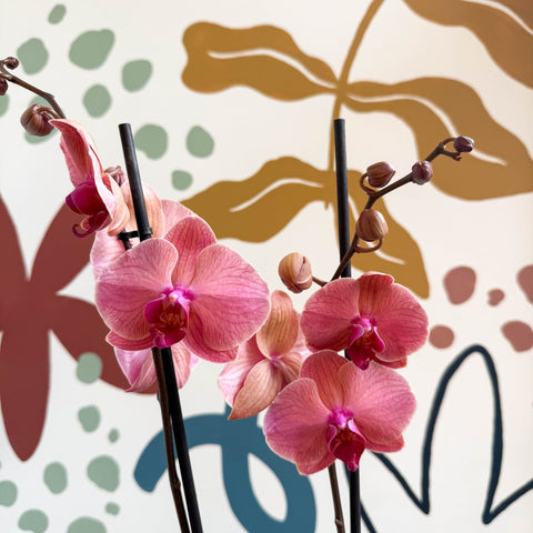 Phalaenopsis 'Anthura Narbonne' - Peach Pink Moth Orchid - Sprouts of Bristol