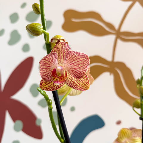 Phalaenopsis 'Anthura Ravello' - Pink and Peach Moth Orchid - Sprouts of Bristol