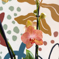 Phalaenopsis 'Anthura Ravello' - Pink and Peach Moth Orchid - Sprouts of Bristol