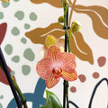 Phalaenopsis 'Anthura Ravello' - Pink and Peach Moth Orchid - Sprouts of Bristol