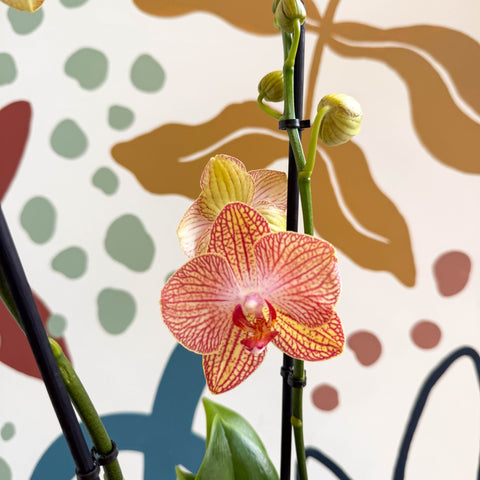 Phalaenopsis 'Anthura Ravello' - Pink and Peach Moth Orchid - Sprouts of Bristol