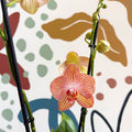 Phalaenopsis 'Anthura Ravello' - Pink and Peach Moth Orchid - Sprouts of Bristol