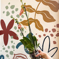 Phalaenopsis 'Anthura Ravello' - Pink and Peach Moth Orchid - Sprouts of Bristol