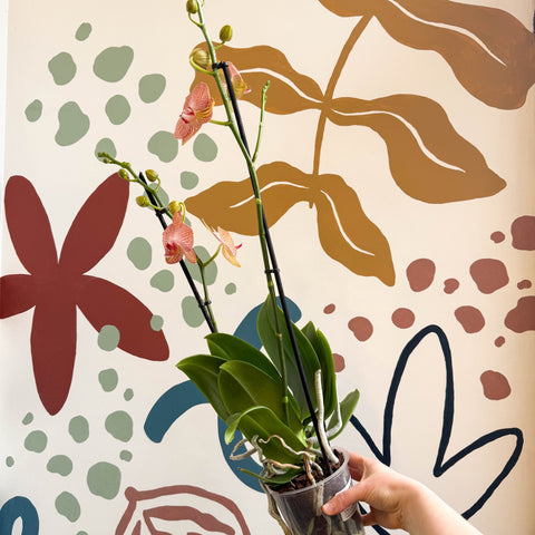 Phalaenopsis 'Anthura Ravello' - Pink and Peach Moth Orchid - Sprouts of Bristol