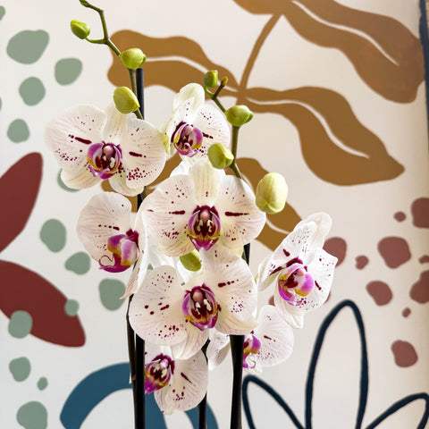 Phalaenopsis 'Bohemian Goya' - Pink and White Moth Orchid - Sprouts of Bristol