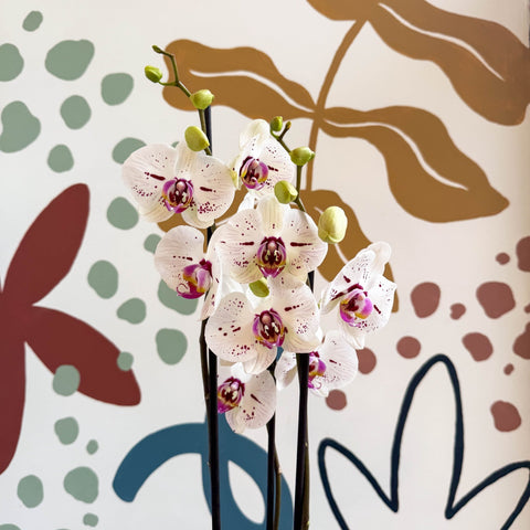 Phalaenopsis 'Bohemian Goya' - Pink and White Moth Orchid - Sprouts of Bristol