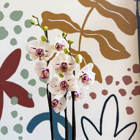 Phalaenopsis 'Bohemian Goya' - Pink and White Moth Orchid - Sprouts of Bristol