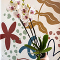Phalaenopsis 'Bohemian Goya' - Pink and White Moth Orchid - Sprouts of Bristol