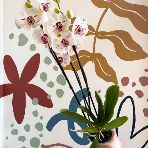 Phalaenopsis 'Bohemian Goya' - Pink and White Moth Orchid - Sprouts of Bristol