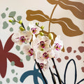 Phalaenopsis 'Bohemian Goya' - Pink and White Moth Orchid - Sprouts of Bristol