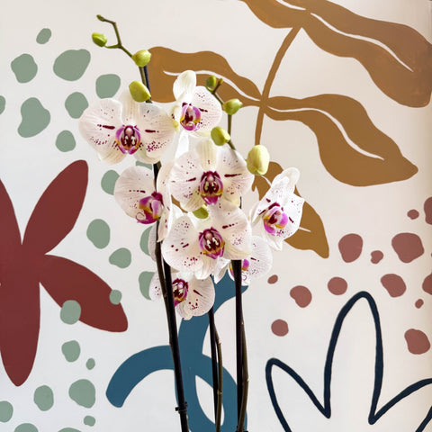 Phalaenopsis 'Bohemian Goya' - Pink and White Moth Orchid - Sprouts of Bristol