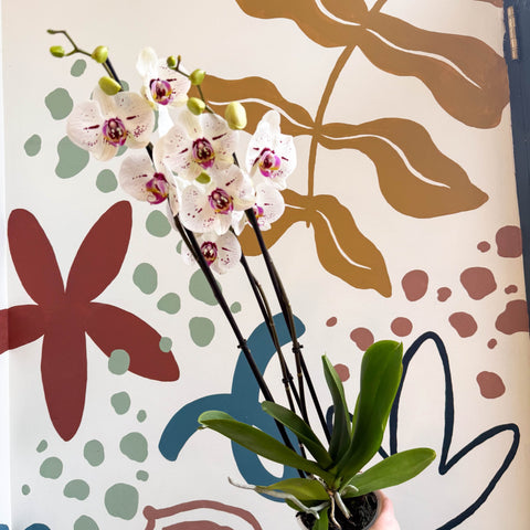 Phalaenopsis 'Bohemian Goya' - Pink and White Moth Orchid - Sprouts of Bristol