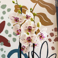 Phalaenopsis 'Bohemian Goya' - Pink and White Moth Orchid - Sprouts of Bristol