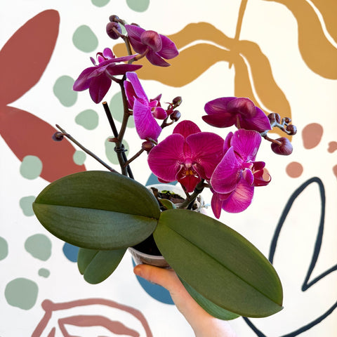 Phalaenopsis - Deep Pink Moth Orchid - Sprouts of Bristol