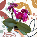 Phalaenopsis - Deep Pink Moth Orchid - Sprouts of Bristol