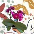 Phalaenopsis - Deep Pink Moth Orchid - Sprouts of Bristol