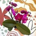 Phalaenopsis - Deep Pink Moth Orchid - Sprouts of Bristol