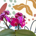 Phalaenopsis - Deep Pink Moth Orchid - Sprouts of Bristol