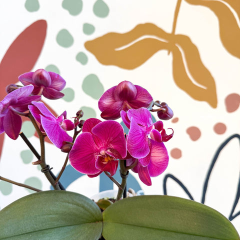 Phalaenopsis - Deep Pink Moth Orchid - Sprouts of Bristol