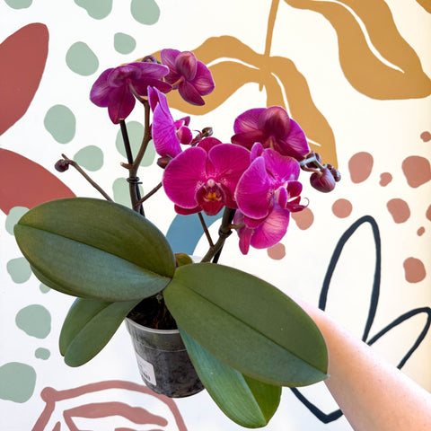 Phalaenopsis - Deep Pink Moth Orchid - Sprouts of Bristol