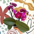 Phalaenopsis - Deep Pink Moth Orchid - Sprouts of Bristol