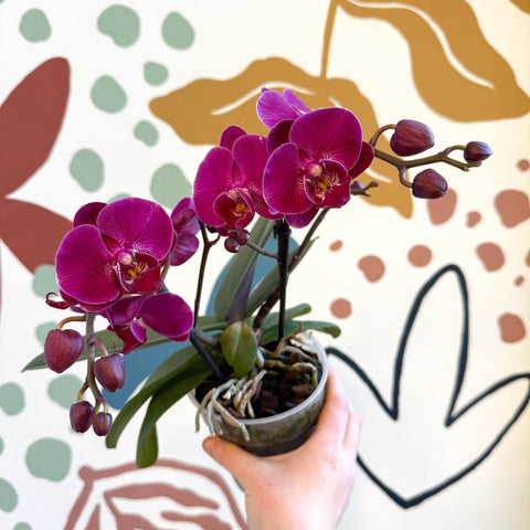 Phalaenopsis - Deep Pink Moth Orchid - Sprouts of Bristol