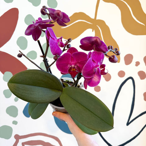 Phalaenopsis - Deep Pink Moth Orchid - Sprouts of Bristol