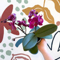 Phalaenopsis - Deep Pink Moth Orchid - Sprouts of Bristol