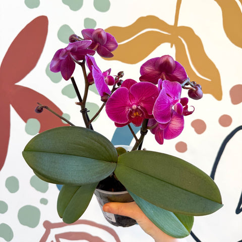 Phalaenopsis - Deep Pink Moth Orchid - Sprouts of Bristol