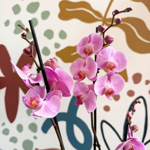 Phalaenopsis 'Elion' - Pink Moth Orchid - Sprouts of Bristol