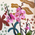 Phalaenopsis 'Elion' - Pink Moth Orchid - Sprouts of Bristol