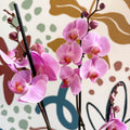 Phalaenopsis 'Elion' - Pink Moth Orchid - Sprouts of Bristol