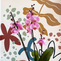 Phalaenopsis 'Elion' - Pink Moth Orchid - Sprouts of Bristol