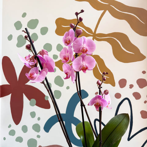 Phalaenopsis 'Elion' - Pink Moth Orchid - Sprouts of Bristol