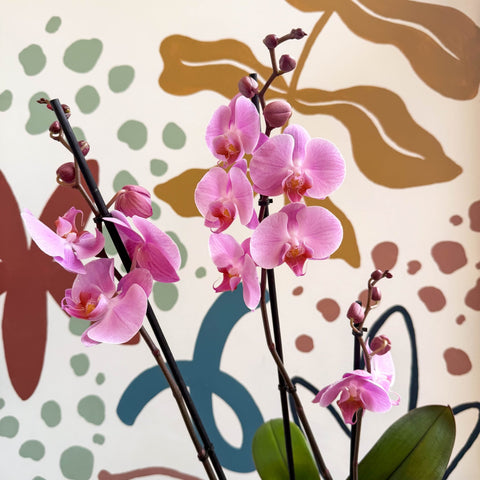 Phalaenopsis 'Elion' - Pink Moth Orchid - Sprouts of Bristol