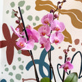 Phalaenopsis 'Elion' - Pink Moth Orchid - Sprouts of Bristol