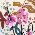 Phalaenopsis 'Elion' - Pink Moth Orchid - Sprouts of Bristol