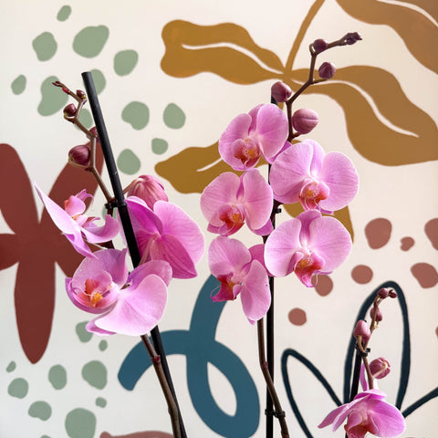 Phalaenopsis 'Elion' - Pink Moth Orchid - Sprouts of Bristol