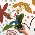 Phalaenopsis 'Gibraltar' - White & Dark Pink Moth Orchid - Sprouts of Bristol