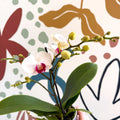 Phalaenopsis 'Gibraltar' - White & Dark Pink Moth Orchid - Sprouts of Bristol