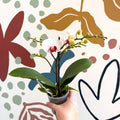 Phalaenopsis 'Gibraltar' - White & Dark Pink Moth Orchid - Sprouts of Bristol