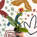 Phalaenopsis - Lime Green Yellow and Bright Pink Spotted Moth Orchid - Sprouts of Bristol
