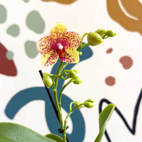 Phalaenopsis - Lime Green Yellow and Bright Pink Spotted Moth Orchid - Sprouts of Bristol