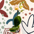 Phalaenopsis - Pale Peachy Pink Moth Orchid - Sprouts of Bristol