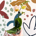 Phalaenopsis - Pale Peachy Pink Moth Orchid - Sprouts of Bristol
