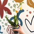 Phalaenopsis - Pale Peachy Pink Moth Orchid - Sprouts of Bristol